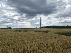 Chcesz wydzierżawić ziemię z KOWR? Będziesz musiał udowodnić sprzedaż i zakupy