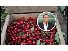 Załamanie na rynku wiśni. Ceny runęły. Jest reakcja w rządzie