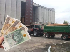 Ceny rzepaku w dół, świnie mocno w górę. Co z pszenicą i nawozami?