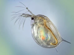 Makropresja mikrozanieczyszczeń? Czyli jak mikroplastik wpływa na rozwielitki