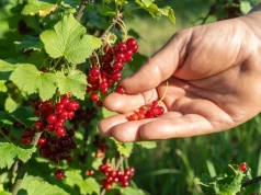 Po zbiorach porzeczek trzeba sięgnąć po sekator