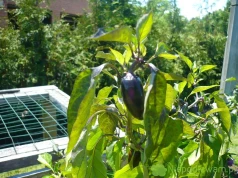 Papryka Black Hungarian – uprawa, smak, odporność