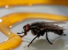 Masz ją w kuchennej szafce. Rozsyp odrobinę na blacie, a muchy ominą dom