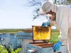 Targi pszczelarskie w Poznaniu. Kolejna edycja BeeFest odbędzie się16–17 stycznia 2027