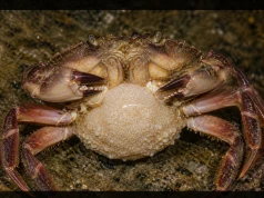 Krab na etacie u pasożyta