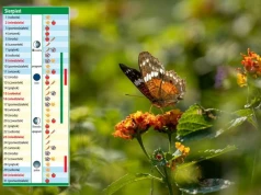 Kalendarz biodynamiczny na sierpień. Najlepsze dni na siew, cięcie i zbiory