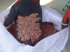 Grad zniszczył pola. Rolnicy dostaną ulgi na jesienne siewy