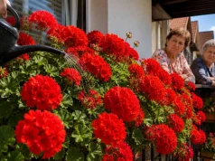 Wlej to pod pelargonie, a zakwitną jak szalone. Tani trik, który wkurza sąsiadki