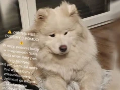 Zaginął samojed ze Starej Rudy. Uciekł podczas nocnej burzy, właściciele proszą o pomoc