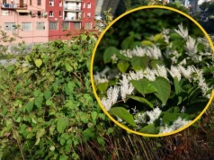 Najgroźniejszy chwast: Wystarczy centymetr, by zrujnować dom i ogród