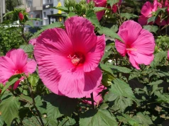 Olbrzymie kwiaty do października? Wrzuć garstkę pod hibiskusa bagiennego