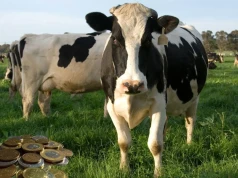 Produkcja mleka rośnie, ceny spadają. Mleczarstwo ma coraz większy problem