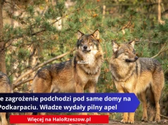 Nocne zagrożenie podchodzi pod same domy na Podkarpaciu. Władze wydały pilny apel