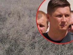 Grad zabrał plon, a problem dopiero się zaczyna. „Czwarty raz będę uprawiał pole”