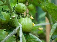 Podsyp pomidory 3 łyżkami raz w miesiącu. Naturalny nawóz na duże owoce