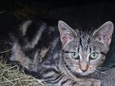 Pilnie potrzebny dom tymczasowy dla dwumiesięcznej kotki