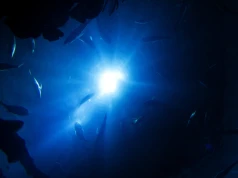 W głębinach oceanów czai się zwierzę rodem z legend. Wciąż mało o nim wiemy