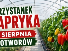 Potworów znów stanie się stolicą papryki. Przystanek PAPRYKA połączy producentów i ekspertów