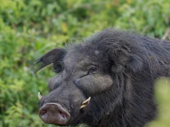 Monstra czają się w dżungli serca Afryki. Mało kto o nich słyszał