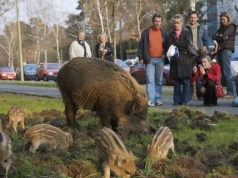 Wilki, dziki i niedźwiedzie atakują ludzi? "Ktoś próbuje nam wmówić, że stanowią śmiertelne zagrożenie"