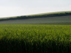 Puste pole zmieni się w handlowego giganta. Inwestor wystąpił o pozwolenie