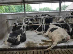 Mniej mastitis i problemów z racicami. Ten zabieg warto robić regularnie