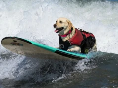 Psy podbiły fale Kalifornii. Tłumy kibiców na wyjątkowych mistrzostwach surfingu w Pacifica