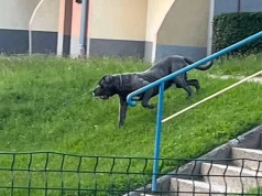 Dwa agresywne psy biegają po Szklarskiej Porębie. Mieszkańcy czekają na reakcję służb.
