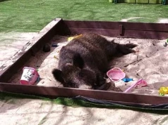 Broniła dzika Henia, dostała wyrok. „Władze Warszawy liczą na efekt mrożący”