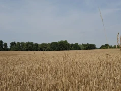 „Klęska nieurodzaju” Nie wystarczy czekać na deszcz