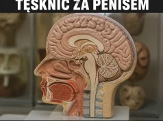 Penis zniknął, mózg nie dostał maila