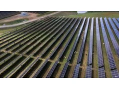 Postawili je koło farmy solarnej w USA. Teraz stanowią "żywą barierę"