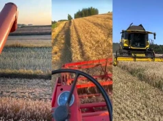 „Od 3 do ponad 8 ton”. Rolnicy pokazują pierwsze plony pszenicy. Różnice są ogromne