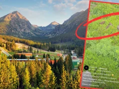 Turyści jechali kolejką w Tatrach. W pewnym momencie zobaczyli rodzinę niedźwiedzi