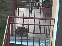 Kot przypięty na smyczy do balkonu na Bródnie. "Bez wody, pada deszcz, wygląda na zdezorientowanego"