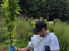Nielegalna plantacja konopi zlikwidowana w Kowarach. 40-latek usłyszał zarzuty