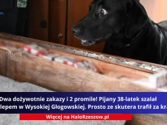 Pies nagle zatrzymał się przy kamperze. To, co znaleźli w środku, zaskoczyło nawet pograniczników