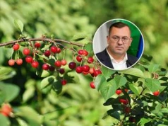 Tąpnięcie na rynku wiśni. Minister zawiadomił UOKiK. Oto szczegóły
