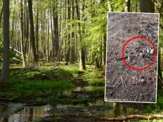 Poszła do lasu, pokazała, co znalazła. "Oczy jak pięć złotych"