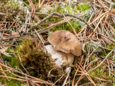 Najlepsze miejsca na grzyby w Polsce. Te województwa są teraz w czołówce