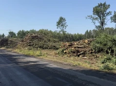 Piły poszły w ruch. Trwa wycinka kolejnych drzew pod drogę do fabryki samochodów w Jaworznie