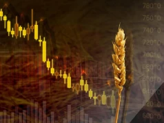 03.08.2026 Ceny skupu zbóż, kukurydzy, oleistych i strączkowych: i znowu obniżki...