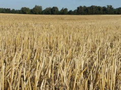 Zostawiasz słomę na polu? Bez tego jej rozkład będzie znacznie wolniejszy