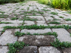 Większość właścicieli posesji robi to nielegalnie. Chodzi o chwasty na kostce