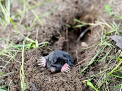 Kret niszczy trawnik? Włóż to do tunelu. Tego zapachu nie znosi