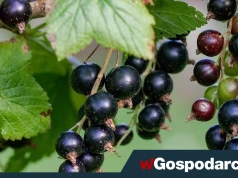 Sezon na nią trwa tylko chwilę; ma najwięcej witaminy C
