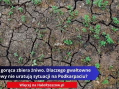 Fala gorąca zbiera żniwo. Dlaczego gwałtowne ulewy nie uratują sytuacji na Podkarpaciu?