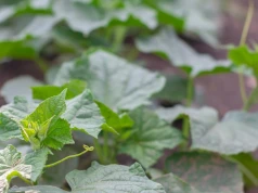 Żadne drożdże czy pokrzywa. Lepszy naturalny nawóz do ogórków za 0 zł