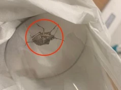 Wkrada się do mieszkań na potęgę. Pod żadnym pozorem go nie dotykaj