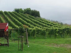 Pożary i upały zagrażają francuskim winnicom. Tamtejsi plantatorzy mogą nam zazdrościć warunków